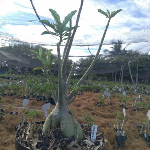 0705 02 Baobá Surprise