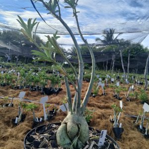 0705 01 Baobá Surprise