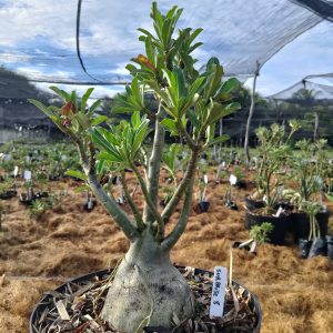 0705 08 Baobá Surprise