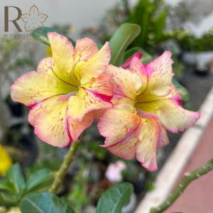 Podadinha - Rosa do Deserto Raizes do Sertão