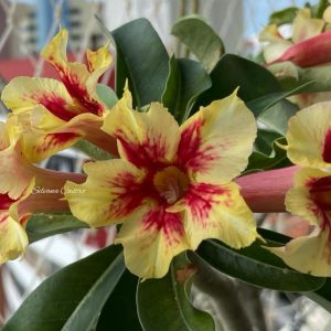 Baby - Rosa do Deserto Melis