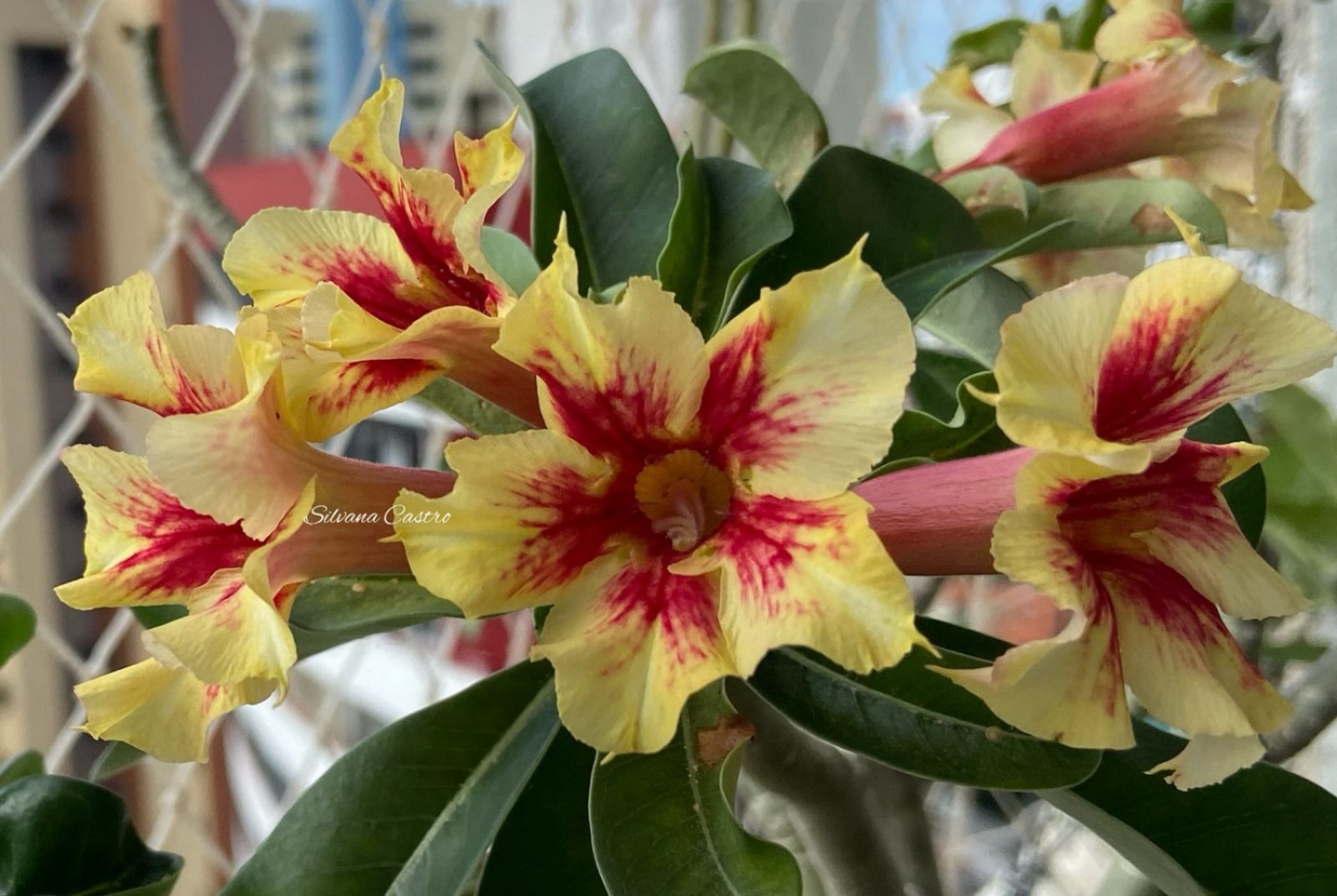 Baby - Rosa do Deserto Melis