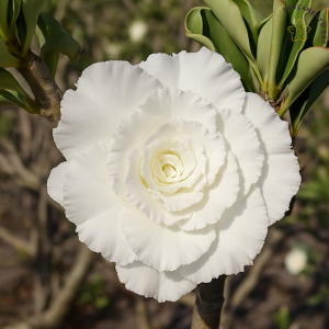 Baby - Rosa do Deserto Big White