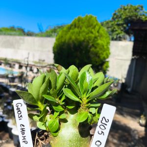 2105 09 Arabicum Godji Champ 12 meses