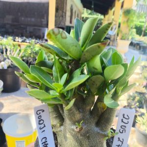 2205 27 Arabicum Godji Champ 12 meses