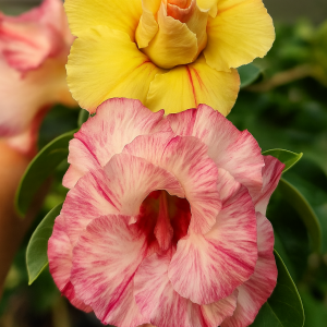 Baby - Rosa do Deserto Mônaco