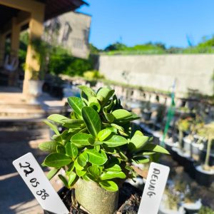 2205 38 Arabicum Aeung 12 meses