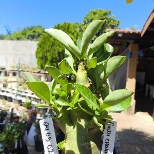 2405 02 Arabicum Godji Champ 12 meses