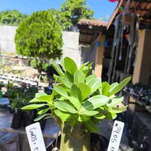 2405 10 Arabicum Godji Champ 12 meses