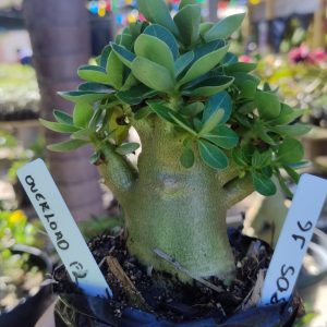 2805 16 Arabicum Overload F2 12 meses