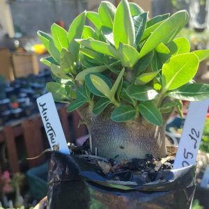 2805 12 Arabicum Minotauro F2 12 meses