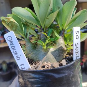 2805 05 Arabicum Darkseid F2 12 meses