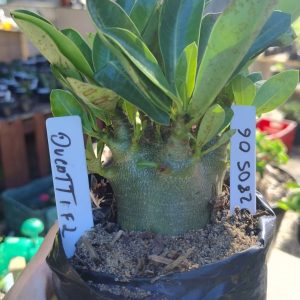 2805 06 Arabicum Ducatti F2 12 meses