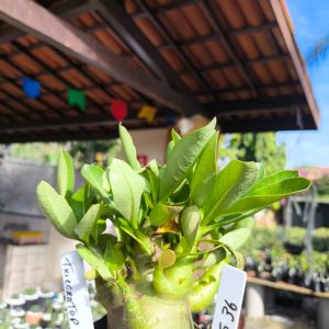 2805 36 Arabicum Triceratop F2 12 meses