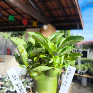 2805 30 Arabicum Ultron F2 12 meses