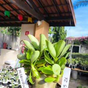 2805 26 Arabicum Megalodont F2 12 meses