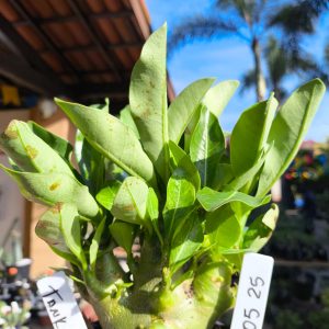 2805 25 Arabicum Tank F2 12 meses