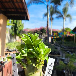 2805 24 Arabicum Brutos F2 12 meses