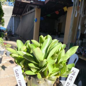 2805 23 Arabicum Godji Champ 12 meses