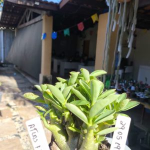 2805 19 Arabicum Atlas F2 12 meses