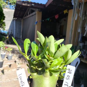 2805 18 Arabicum Leviatã F2 12 meses