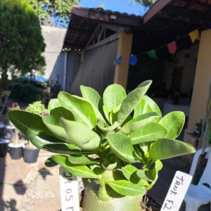 2805 17 Arabicum Tank F2 12 meses