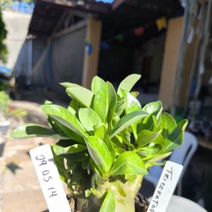 2805 14 Arabicum Triceratop F2 12 meses