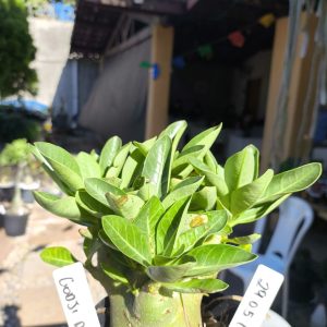 2805 12 Arabicum Godji Dk 12 meses