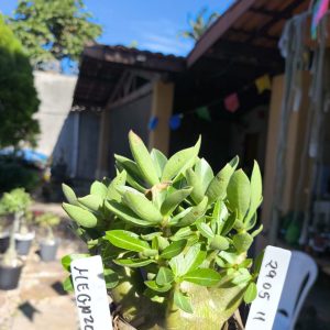 2805 11 Arabicum Megazorde 12 meses