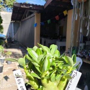 2805 09 Arabicum Tiranossauro F2 12 meses