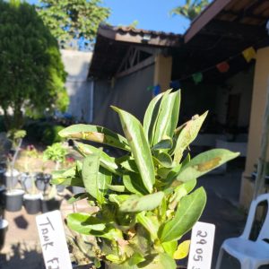 2905 30 ArabicumTank F2 12 Meses