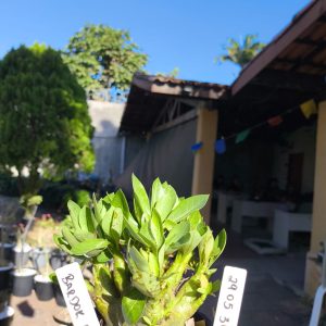 2905 31 Bardok