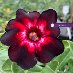 Baby - Rosa do Deserto Black Swan II