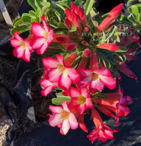 Rosa do Deserto Cristata Pink