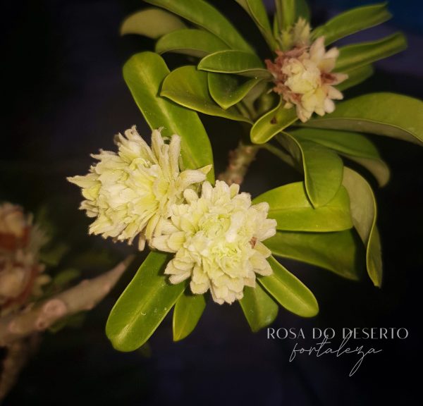 Rosa do Deserto Green Elf