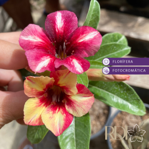 Baby - Rosa do Deserto Sugar Maple