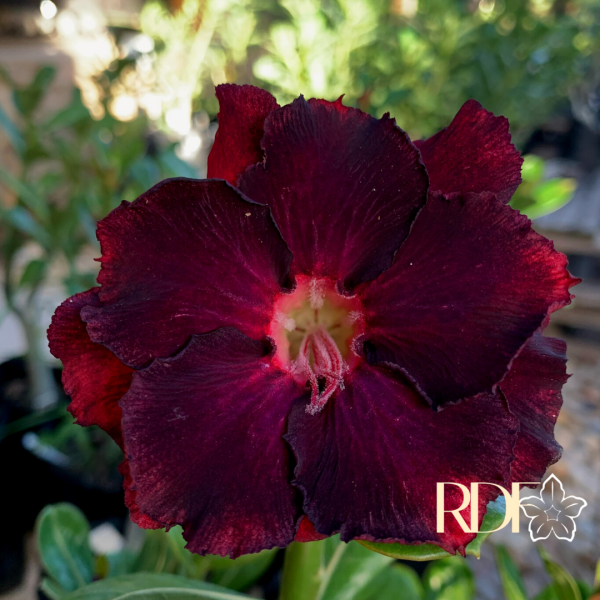 Rosa do Deserto L14