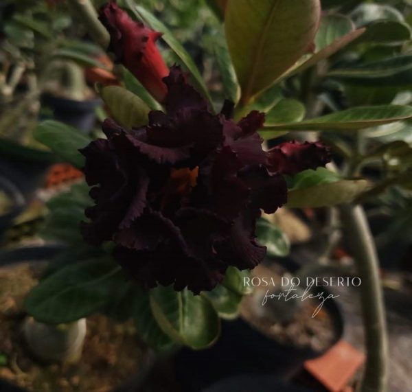 Rosa do Deserto L14 - Imagem 2