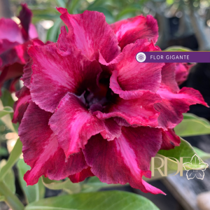 Rosa do Deserto Crimson Tide