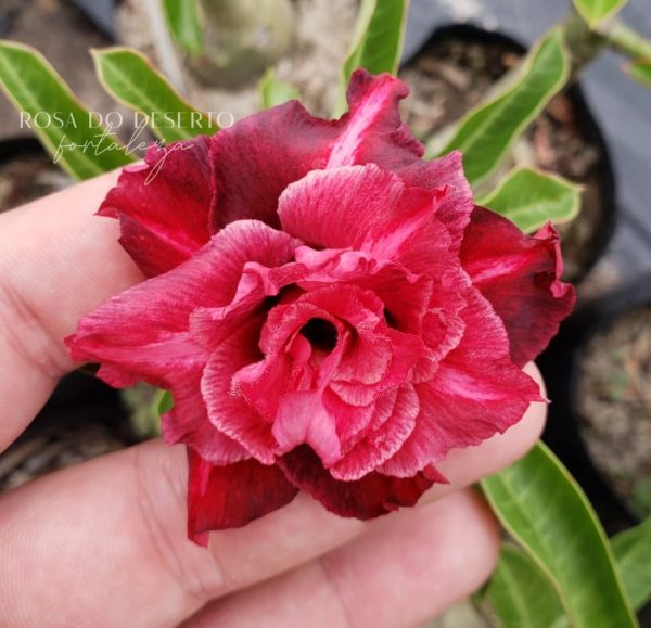 Rosa do Deserto Crimson Tide - Imagem 2
