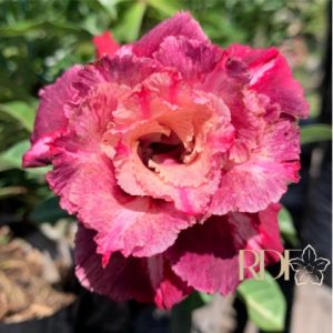 Rosa do Deserto Mei Xiang