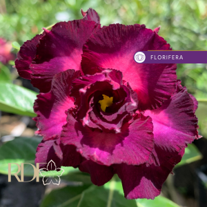 Rosa do Deserto Mirabilis 2