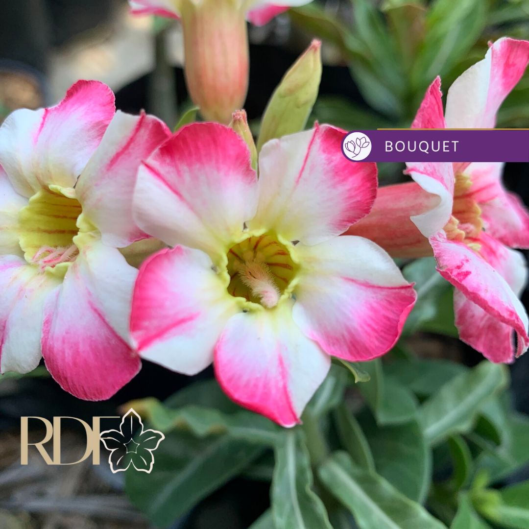 Rosa do Deserto Noble Lady