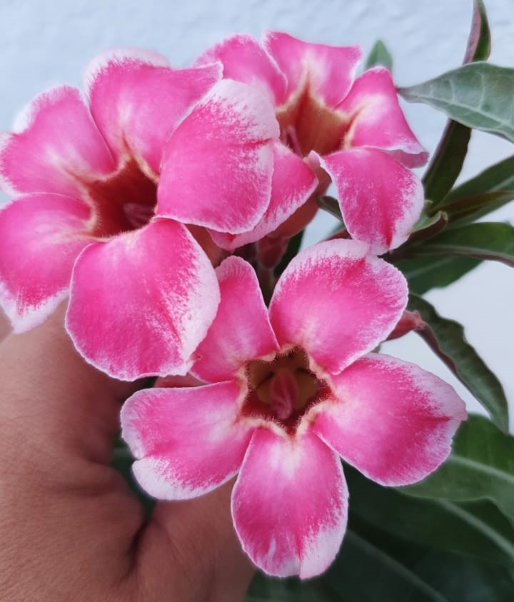 Rosa do Deserto Noble Lady - Imagem 2