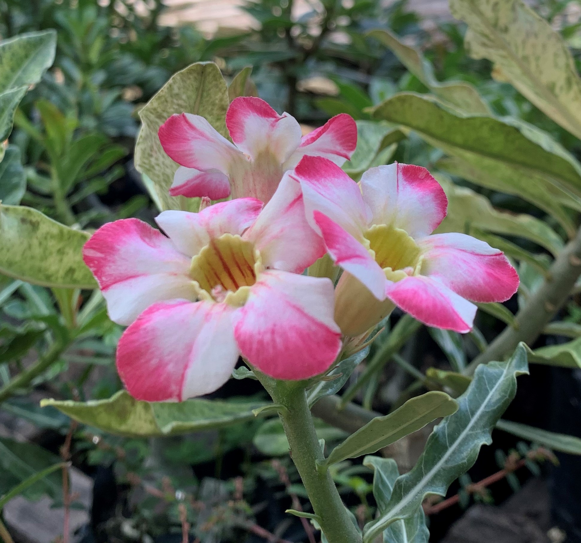 Rosa do Deserto Noble Lady - Imagem 3