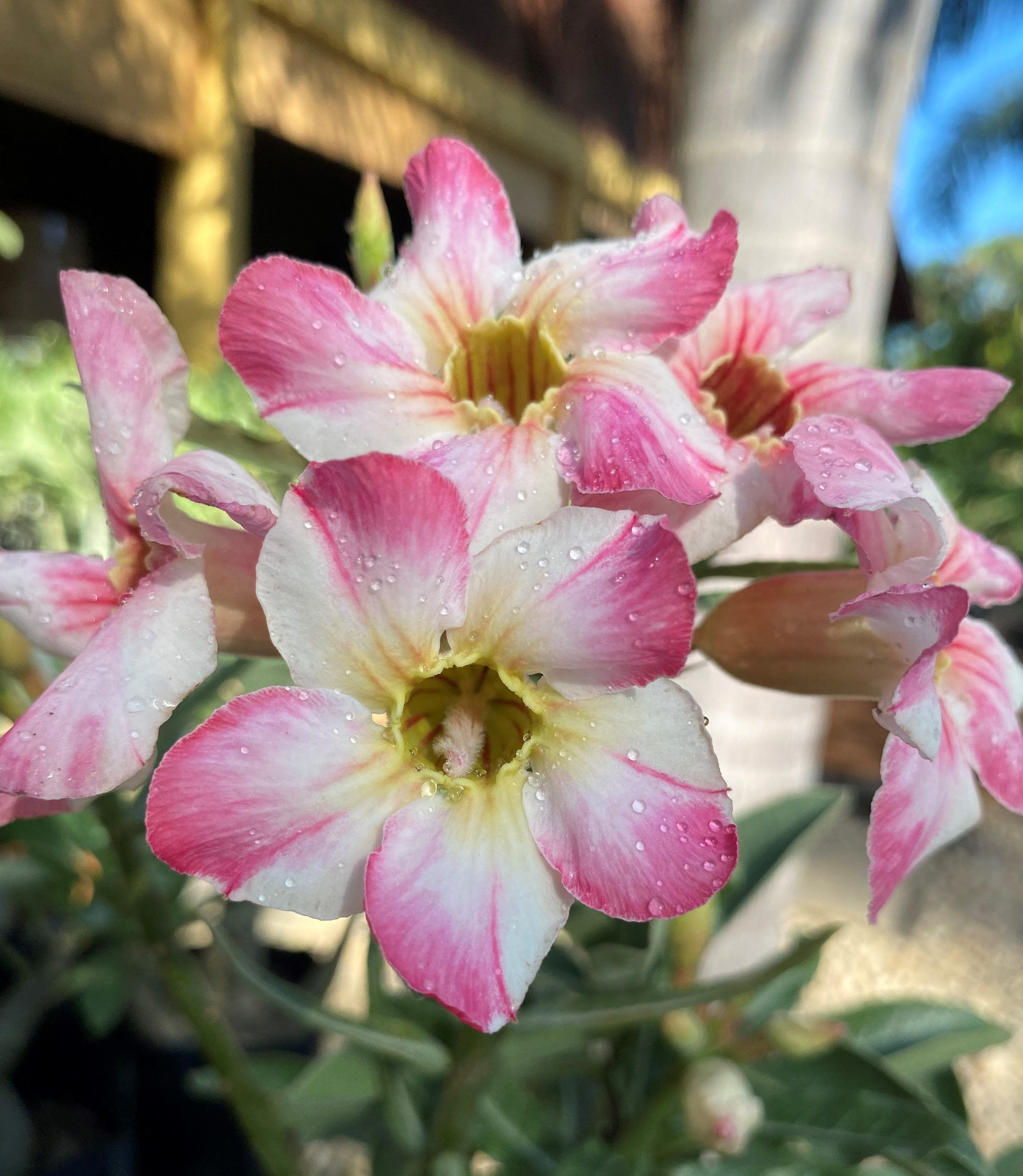 Rosa do Deserto Noble Lady - Imagem 4