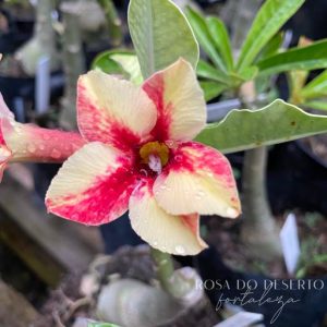 Rosa do Deserto Star Cluster