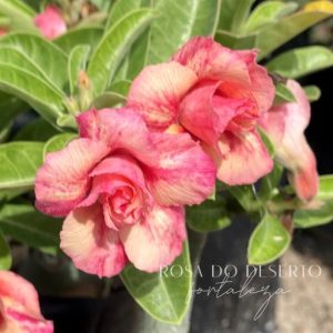 Rosa do Deserto Sunset