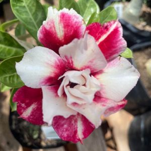 Rosa do Deserto Mangosteen