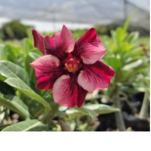 Rosa do Deserto Xique-Xique